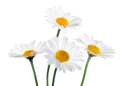 friendly-daisies